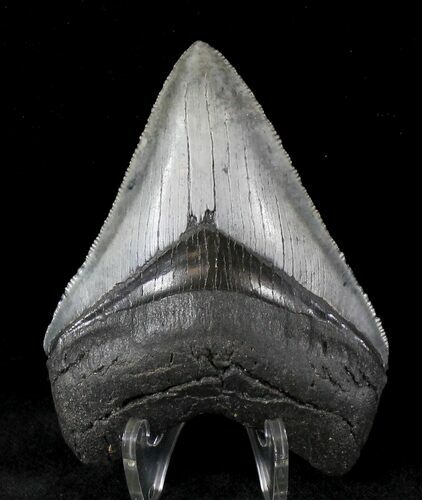 Serrated Megalodon Tooth - Venice, Florida #20784